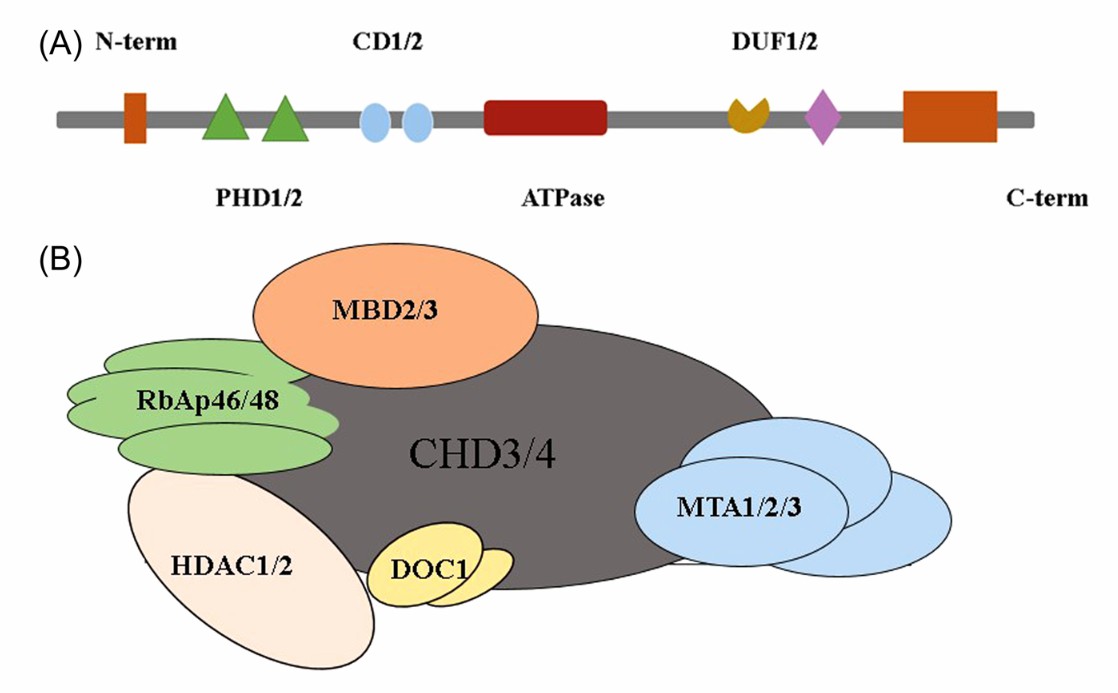 Structure of CHD4 NuRD complex.